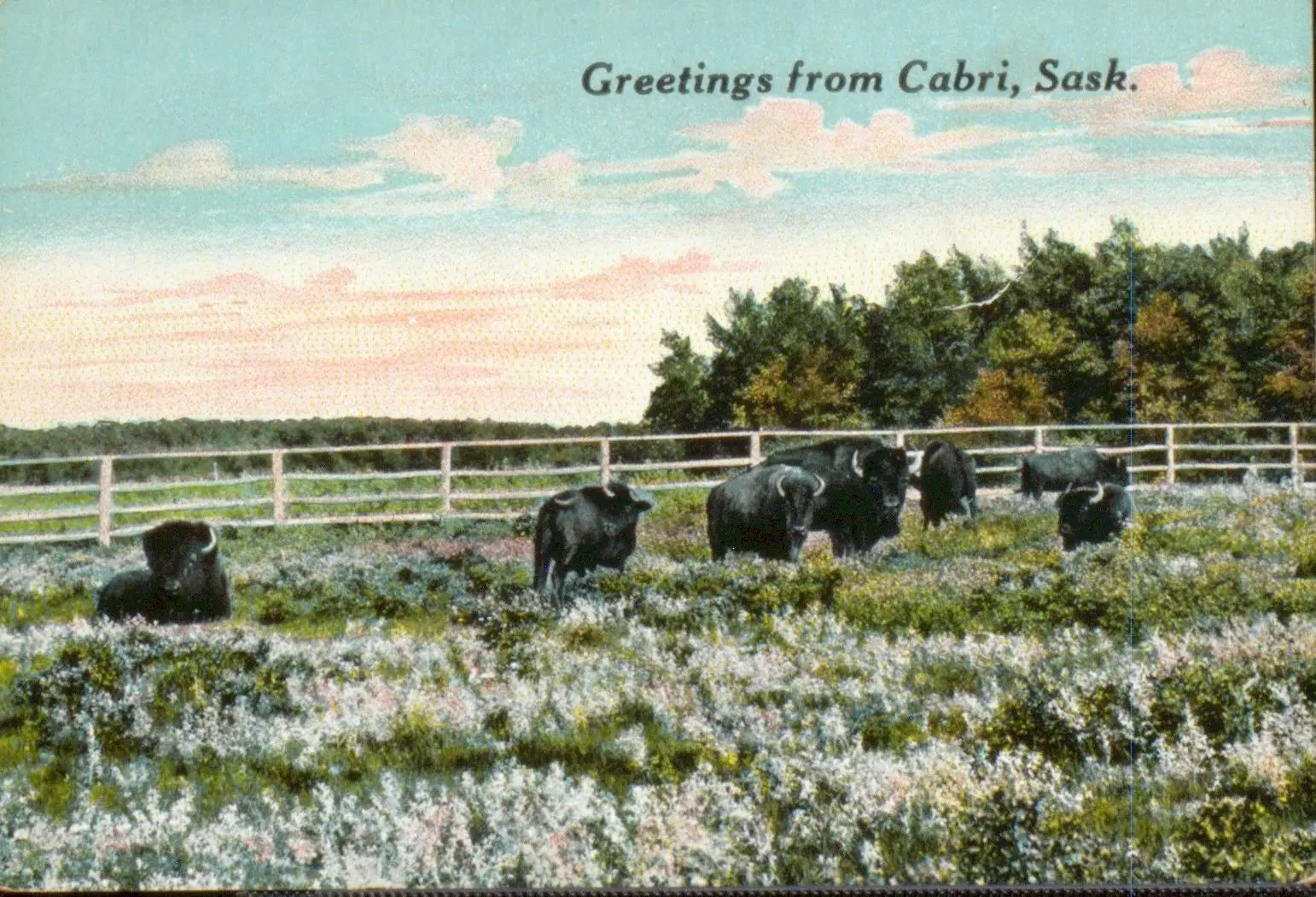 Greetings from Cabri, Sask. – bison in a fenced pasture