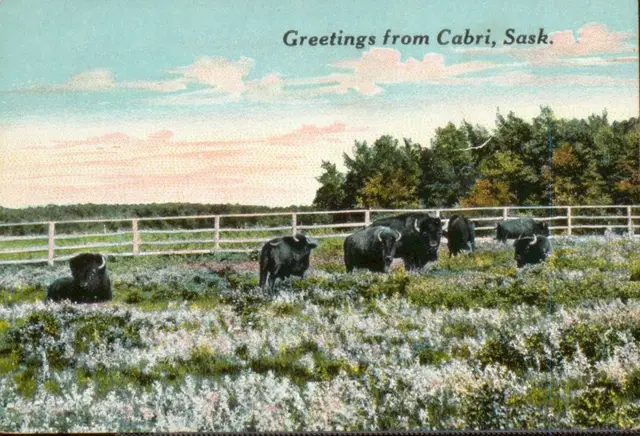 Greetings from Cabri, Sask. – bison in a fenced pasture